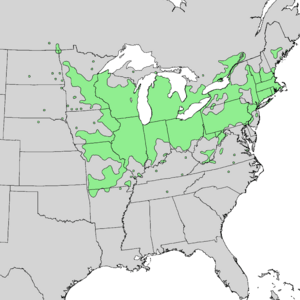 Cornus racemosa range map 1.png