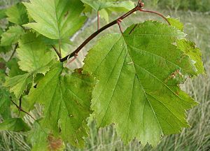 Crataegus-intricata-leaves.JPG