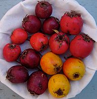 Crataegus punctata fruits