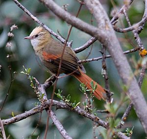 Creamy-crestedSpinetail.jpg