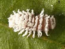 Cryptolaemus montrouzieri larva InsectImages 5195077 cropped