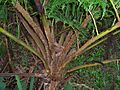 Cyathea cooperi insertion of fronds