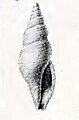 Daphnella arafurensis 001