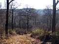 Darwell Wood - geograph.org.uk - 1171984