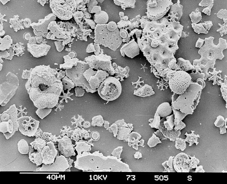 Deep Sea Drilling Project microfossils