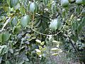 Dioscorea Bild1162