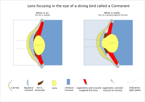 Diving bird lens accommodation
