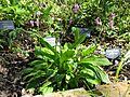 Dodecatheon austrofrigidum (8750232114).jpg