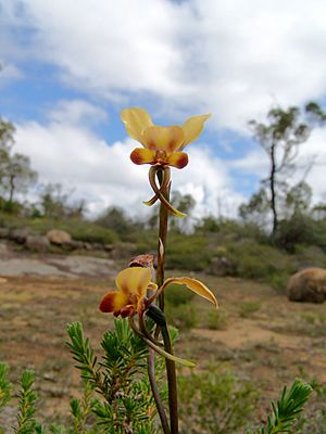 Donkey orchid gnangarra 01.jpg