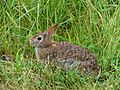 Ecottontail
