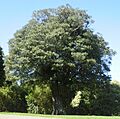 Elaeocarpus dentatus 12