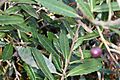 Elaeocarpus holopetalus - Leura drupe