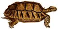 Erpétologie générale, ou, Histoire naturelle complète des reptiles (Centrochelys sulcata)
