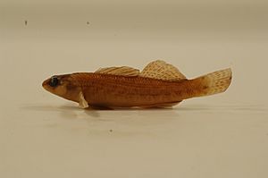 Etheostoma hopkinsi FWS 20935.jpg