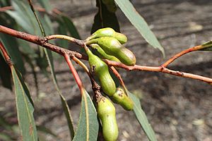 Eucalyptus astringens buds (2)