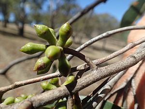 Eucalyptus caliginosa buds.jpg