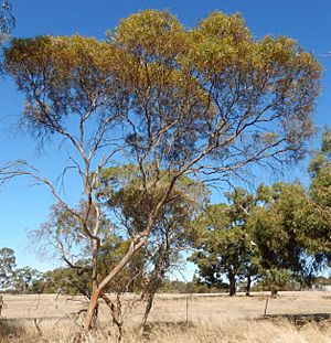 Eucalyptus leptophylla.jpg