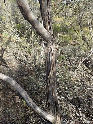 Eucalyptus luteola bark
