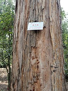 Eucalyptus maidenii - Kunming Botanical Garden - DSC02953