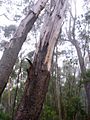 Eucalyptus stenostoma dark & pale bark