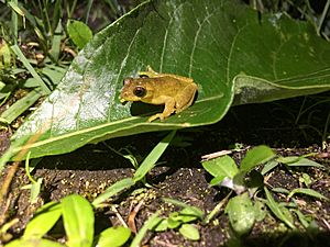 A small yellow frog dappled with brown, with large brown eyes