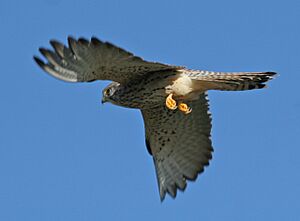 Female Lesser Kestrel in flight