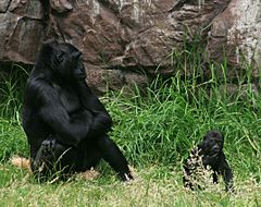 Female gorilla with 8 months old baby boy gorilla in SF zoo