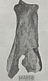 Fifield bison scapula hoe