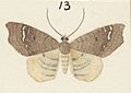 Fig 13 MA I437612 TePapa Plate-XIII-The-butterflies full (cropped)