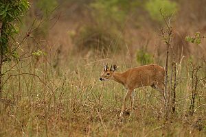 Four-horned Antelope