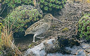 Gallinago jamesoni, Quijos, Ecuador 09.jpg