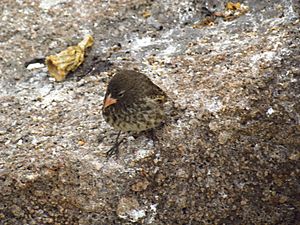 Genovesa Ground Finch (Geospiza acutirostris), female.jpg