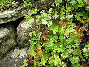 Geranium lucidum, Wales