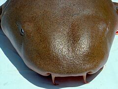 Ginglymostoma cirratum head2