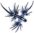 Glaucus atlanticus 1 cropped