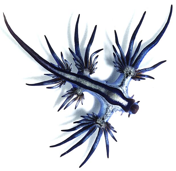 Glaucus atlanticus 1 cropped