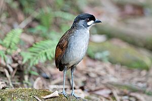 Grallaria ridgelyi -Tapichalaca Reserve, Ecuador-8.jpg