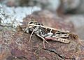 Grasshopper on rock