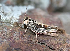 Grasshopper on rock