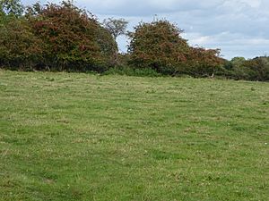 Hooks Well Meadows, Great Cressingham 4.jpg