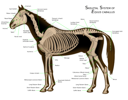 Horse anatomy
