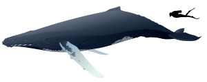 Illustration of a whale next to a human diver