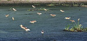 Indian Pond Herons (Ardeola grayii) feedingin drying sewage pond in Kolkata I IMG 7980
