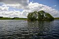 Island in Lough Ross - geograph.org.uk - 1282558