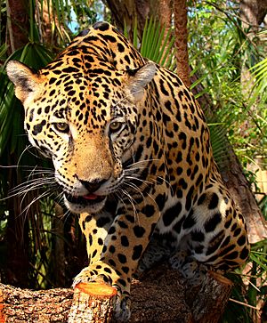 Junior-Jaguar-Belize-Zoo