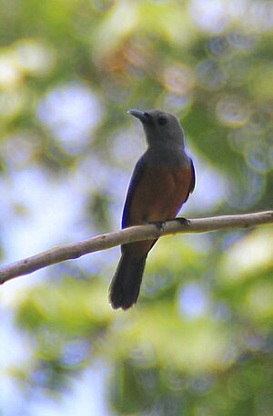 Kehicap pulau (Monarcha cinerascnes) (2).JPG