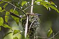 Large niltava (Niltava grandis) on nest Sri Phang-Nga