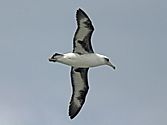 Laysan Albatross RWD4a