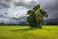 Leafy tree in green paddy fields