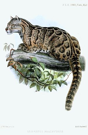 LeopardusBrachyurusWolf